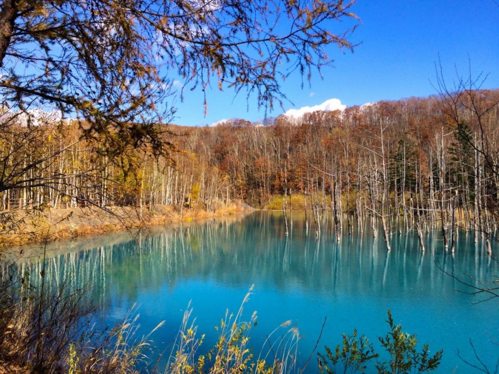 Guided Tours in Furano & Biei | Holigoes Travel