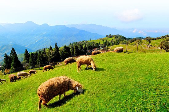 Sun Moon Lake and Cingjing Farm Day Tour | Holigoes Travel