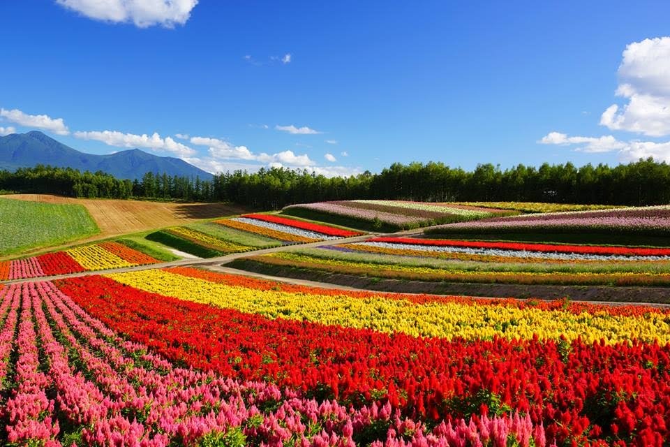 Furano & Biei ​Day Tour | Things to do in Hokkaido | Holigoes Travel