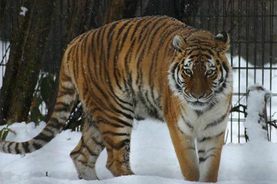 Asahiyama Zoo and Snow Crystal Museum Day Tours | Holigoes Travel