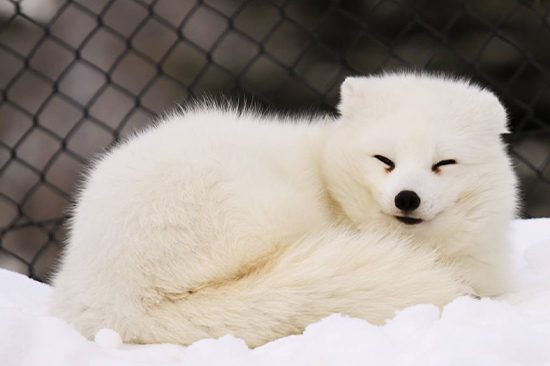 Book Asahiyama Zoo Day Tours | Holigoes Travel