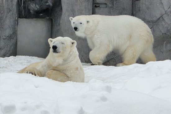 Holigoes Travel Agency | Hokkaido, Taiwan, Korea & Tokyo Travel