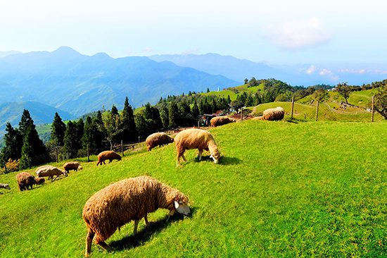 Guided CingJing Farm Day Tour​ | Holigoes Travel