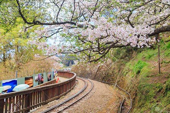 Private Alishan Day Tours | Holigoes Travel