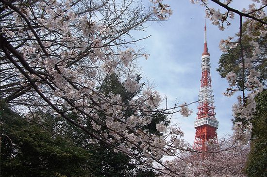 Tokyo Night Time Tour | Things to do in Tokyo | Holigoes Travel