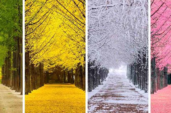 Holigoes Travel | Nami Island, Garden of Morning Calm, Petite France & Rail Bike Tour