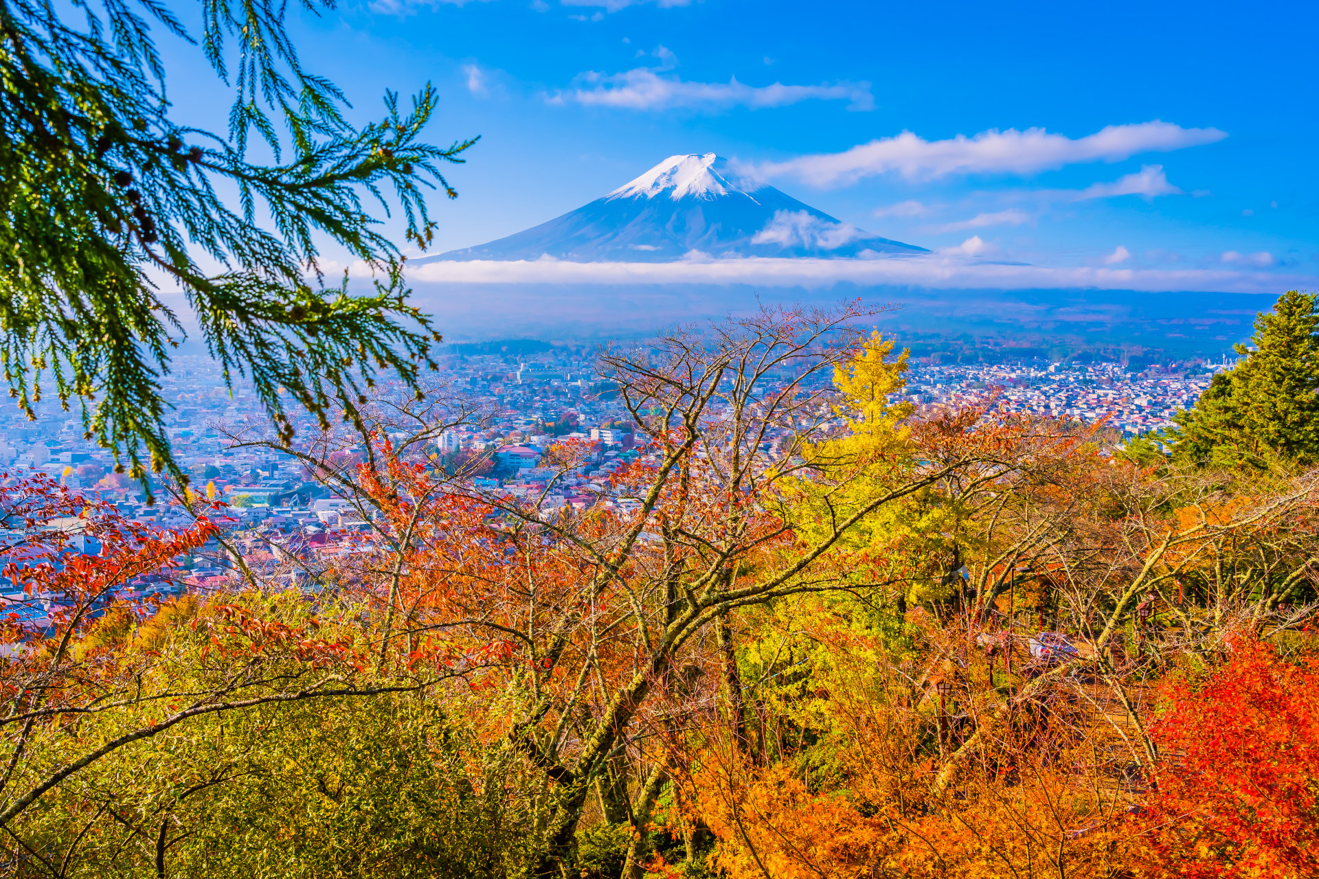 beautiful landscape - mountain fuji around maple leaf tree - autumn season